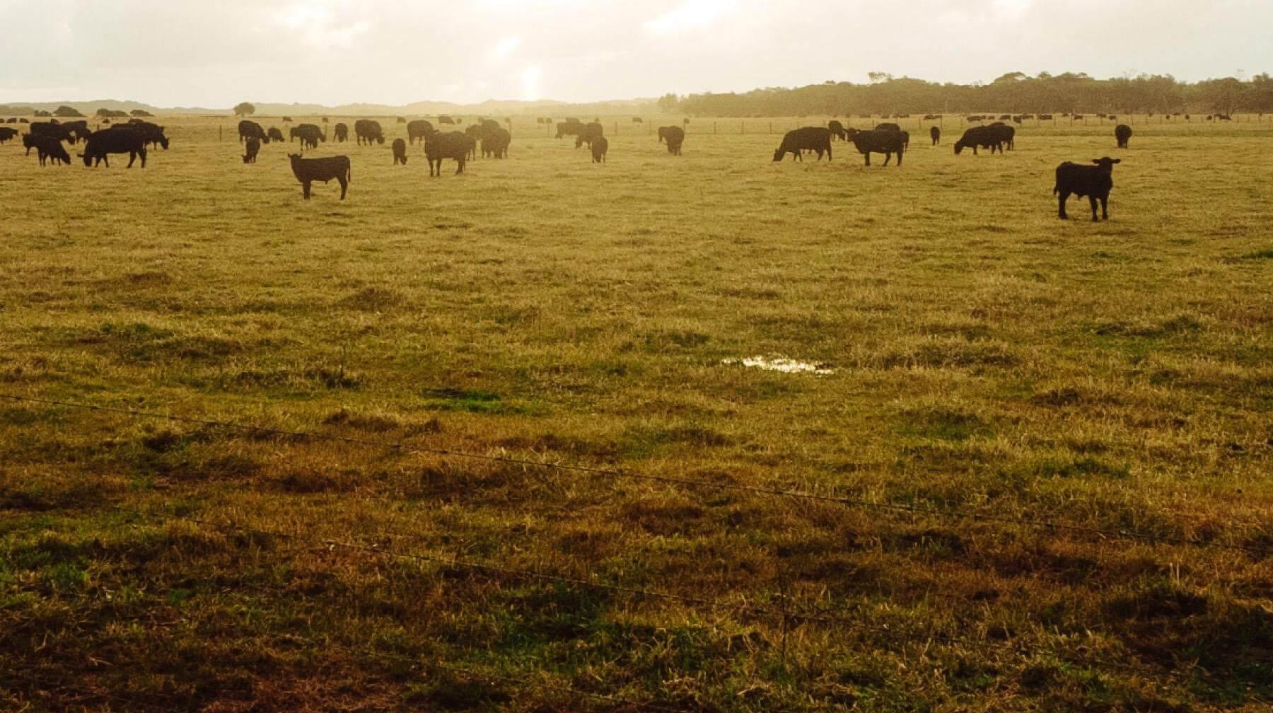 herd of cows in a grassy paddock